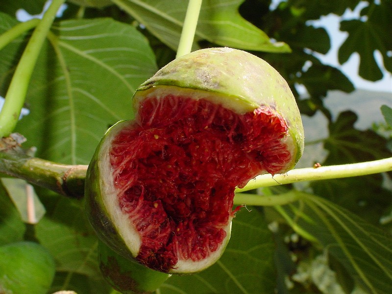 Fichi....